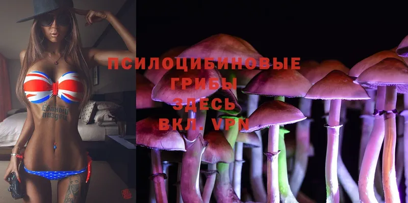 Псилоцибиновые грибы MAGIC MUSHROOMS  магазин  наркотиков  Балашов 